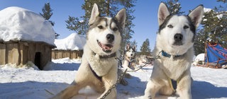 zwei Huskys erholen sich