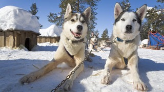 zwei Huskys erholen sich