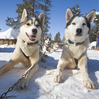 zwei Huskys erholen sich