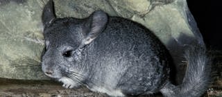 Chinchilla