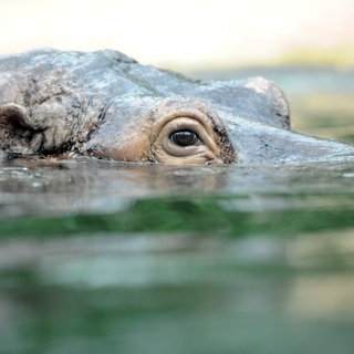 Ein Flusspferd schwimmt