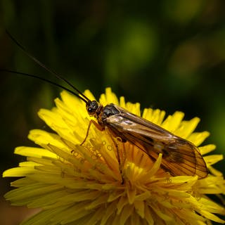 Eine Schnurrbart Köcherfliege auf einem gelben Löwenzahn