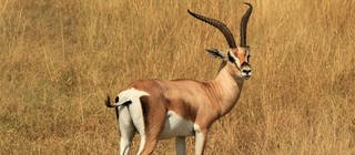 Eine Gazelle in der Savanne