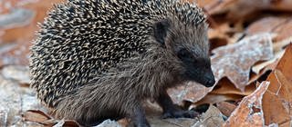 Igel im Herbstlaub