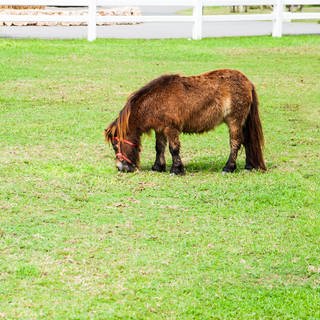 Ein Mini-Pferd