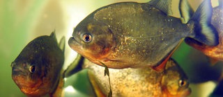 Drei Rote Piranhas (Pygocentrus nattereri) schwimmen in einem Aquarium