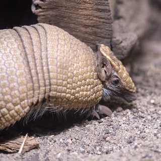 Ein Kugelgürteltier erkundet seine Umwelt