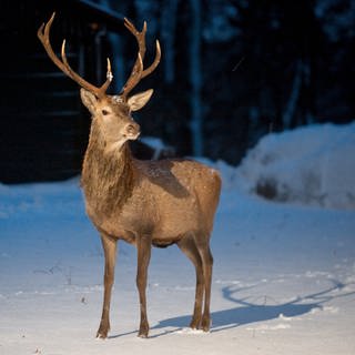 Ein Rothirsch steht auf schneebedecktem Boden