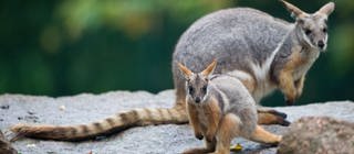 Gelbfuß-Felsenkänguru Nachwuchs mit seiner Mutter auf einem Felsen