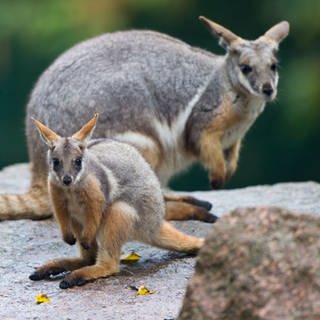 Gelbfuß-Felsenkänguru Nachwuchs mit seiner Mutter auf einem Felsen