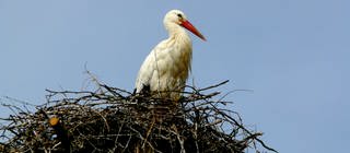 ein Storch sitzt auf seinem Nest