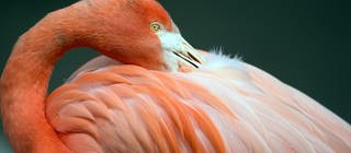 Ein Flamingo putzt sich