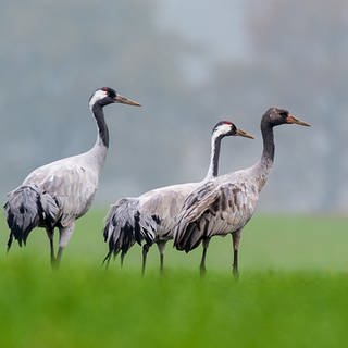 Drei Kraniche stehen auf einem Feld