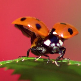 Marienkäfer fliegt