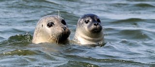 Seehunde in der Nordsee