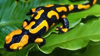 Feuersalamander