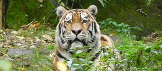 Tiger guckt hinter Büschen hervor