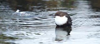 Eine Wasseramsel im Wasser 