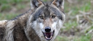 Ein Wolf zeigt seine scharfen Zähne