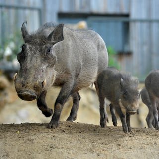 Drei neue kleine Warzenschweine rennen mit der Muttersau