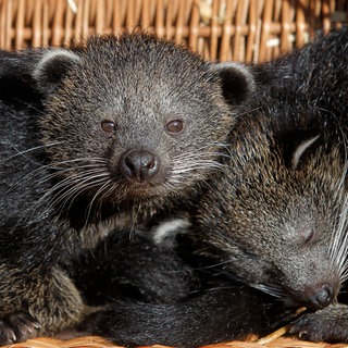 Zwei Binturong schauen vorsichtig und neugierig aus ihrer Kiste