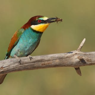 Ein Bienenfresser mit einer Biene im Schnabel