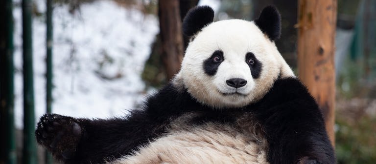 Steckbrief: Großer Panda - SWR Kindernetz