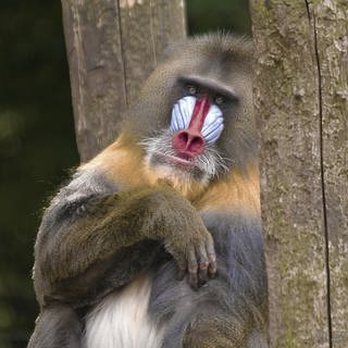 Ein Mandrill 