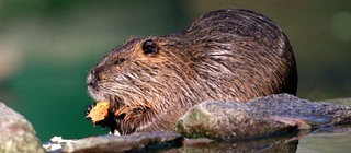 Ein Nutria nahe einer Wasserstelle beim Fressen