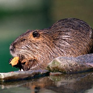 Ein Nutria nahe einer Wasserstelle beim Fressen