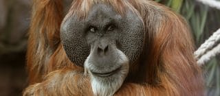 Neugierig beäugt dieser Orang-Utan seine Umgebung