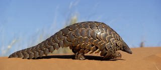 Steppenschuppentier (Pangolin)