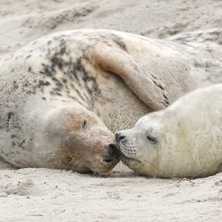 Eine junge Kegelrobbe und das Muttertier liegen am Strand