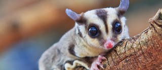 Ein Sugar-Glider