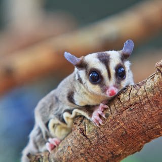 Ein Sugar-Glider