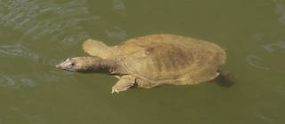 eine Papuaweichschildkröte im Wasser