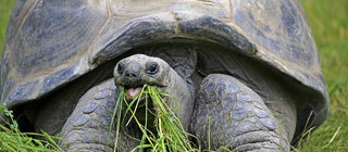 eine Seychellen-Riesenschildkröte frisst Gras