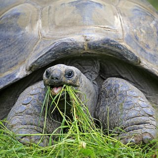 eine Seychellen-Riesenschildkröte frisst Gras