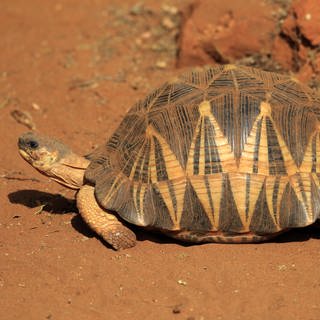 Strahlenschildkröte