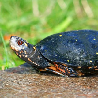 Tropfenschildkröte