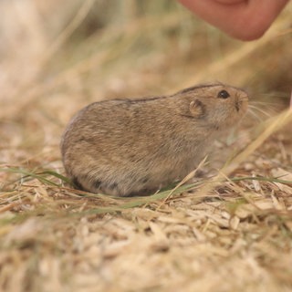 Steppen-Lemming