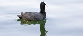 Ein Blässhuhn schwimmt im See