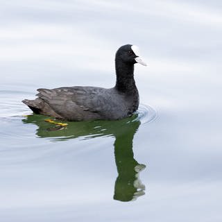 Ein Blässhuhn schwimmt im See