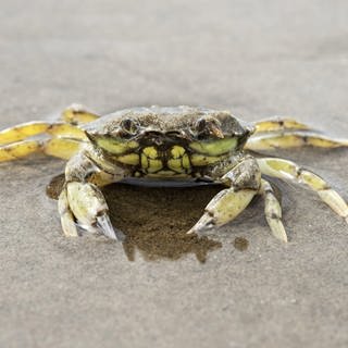 Eine Strandkrabbe lugt bei Ebbe aus dem Wattenmeer