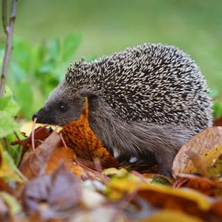 Ein Igel läuft durch einen Garten