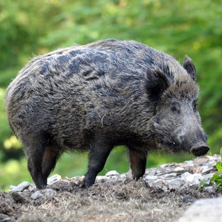 Ein Wildschwein