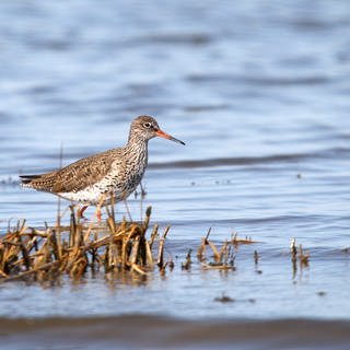 Ein Rotschenkel an der Nordsee