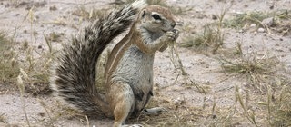 Afrikanisches Borstenhörnchen