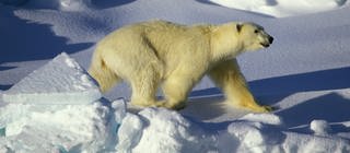 Ein Eisbär auf Spitzbergen