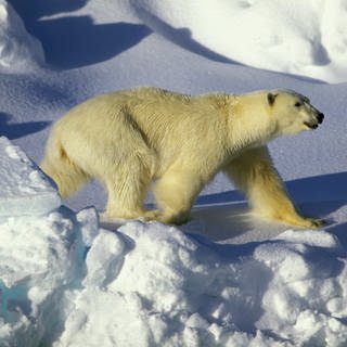 Ein Eisbär auf Spitzbergen